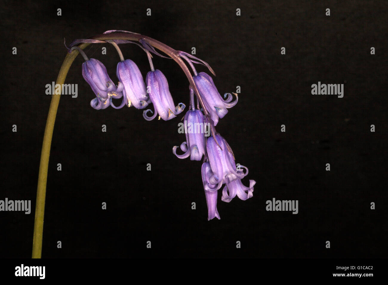 Hyacinthoides non scripta wild bluebell Foto Stock