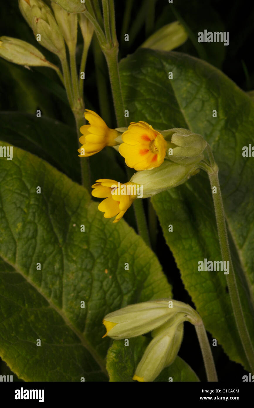 fiori di Primula Foto Stock
