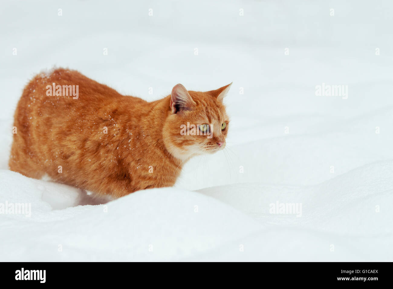 Gatto rosso a piedi nella neve Foto Stock