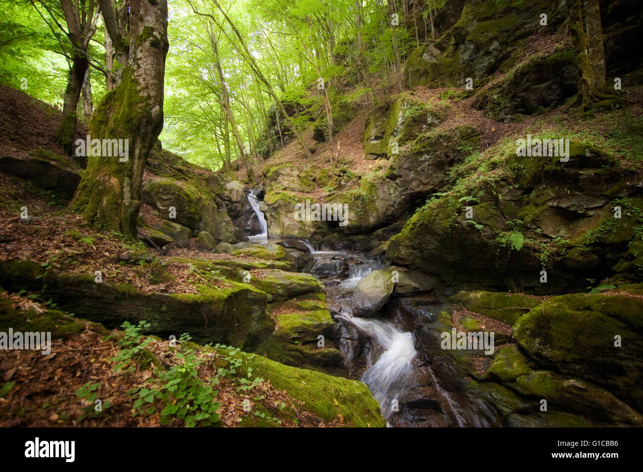 Cascata sul flusso di foresta paesaggio naturale Foto Stock