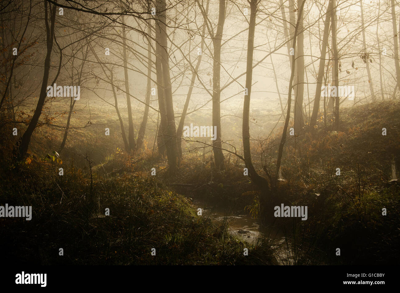 In autunno il paesaggio di mattina con la nebbia in autunno Foto Stock