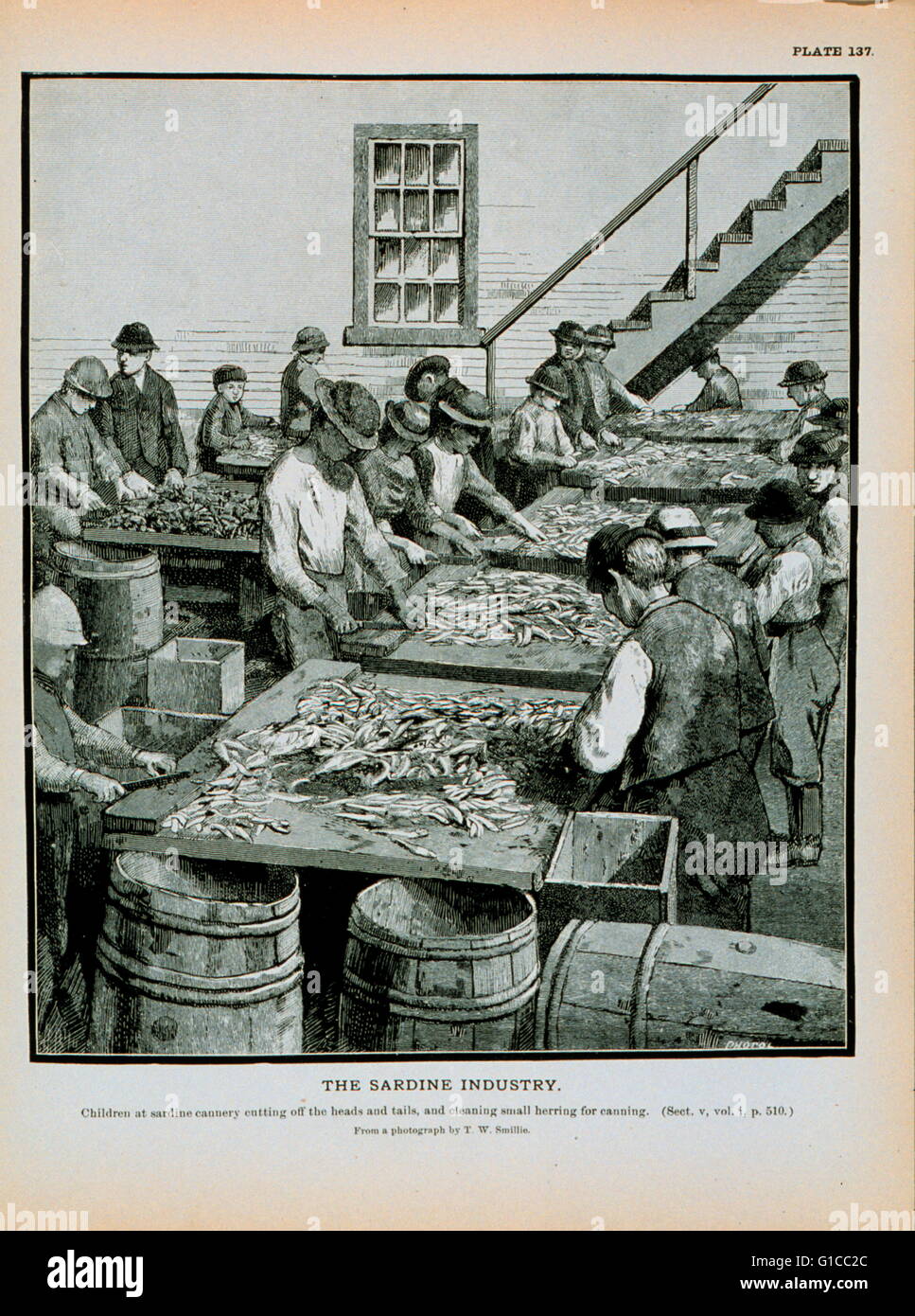 I bambini presso la sardina cannery di tagliare le teste e code di Aringa Aringa di pulizia per canning da una fotografia da Thomas W. Smillie (1843-1917) Smithsonian il primo fotografo personale Foto Stock
