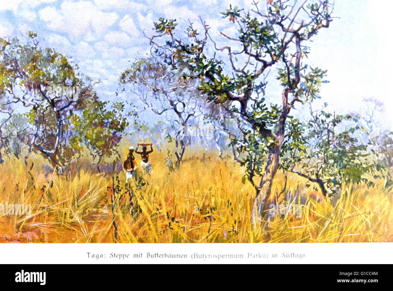 Albero africano burro, Butyrospermum parkii, nella steppa del sud del Togo, Africa. In: 'Dcome Deutsche Kolonialreich,' da Hans Meyer, 1909. Vol II, p. 102. Biblioteca Numero di chiamata: Cfd M612 d Foto Stock