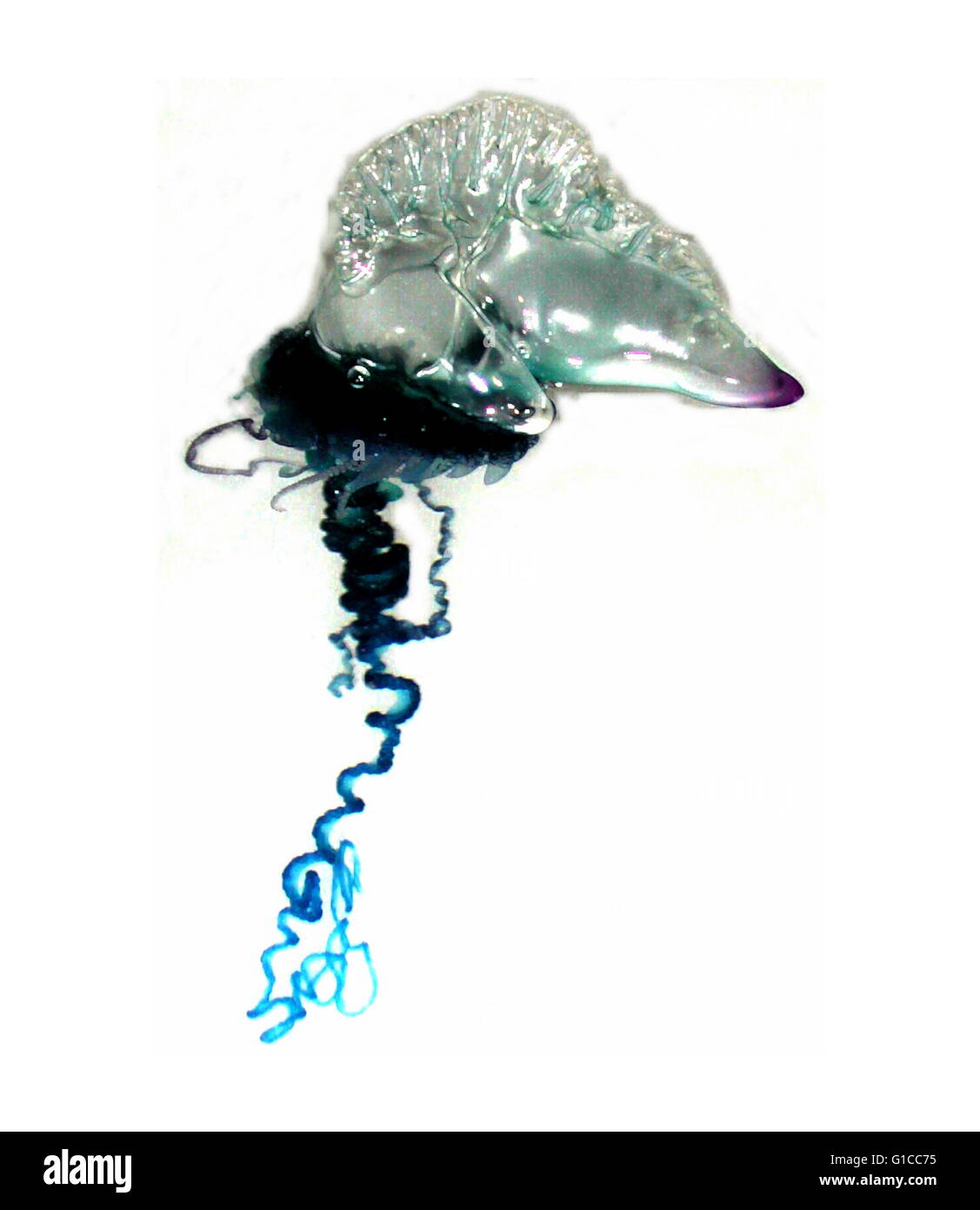 Portugese uomo-O-guerra meduse, misura soltanto un pollice attraverso. Esso è stato raccolto mediante un tuffo al netto al di sopra della rotaia della R/V Seward Johnson durante una serata di 'notte-illuminazione' campionamenti. Foto Stock