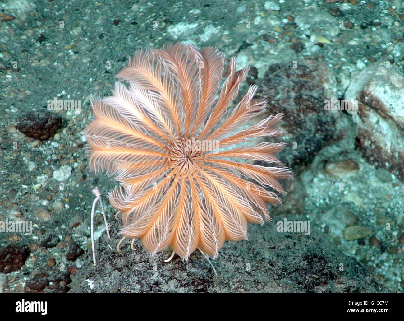 Pacific Anello di Fuoco Expedition. Sgambate crinoide ( 5 pollici attraverso, 13 cm) sulla caldera del fondale a ovest del vulcano di Rota. Crinoidi sono alimentatori di sospensione, utilizzando la loro corona, che è rivestita con adesivo pinnule, per catturare lo zooplancton. Foto Stock