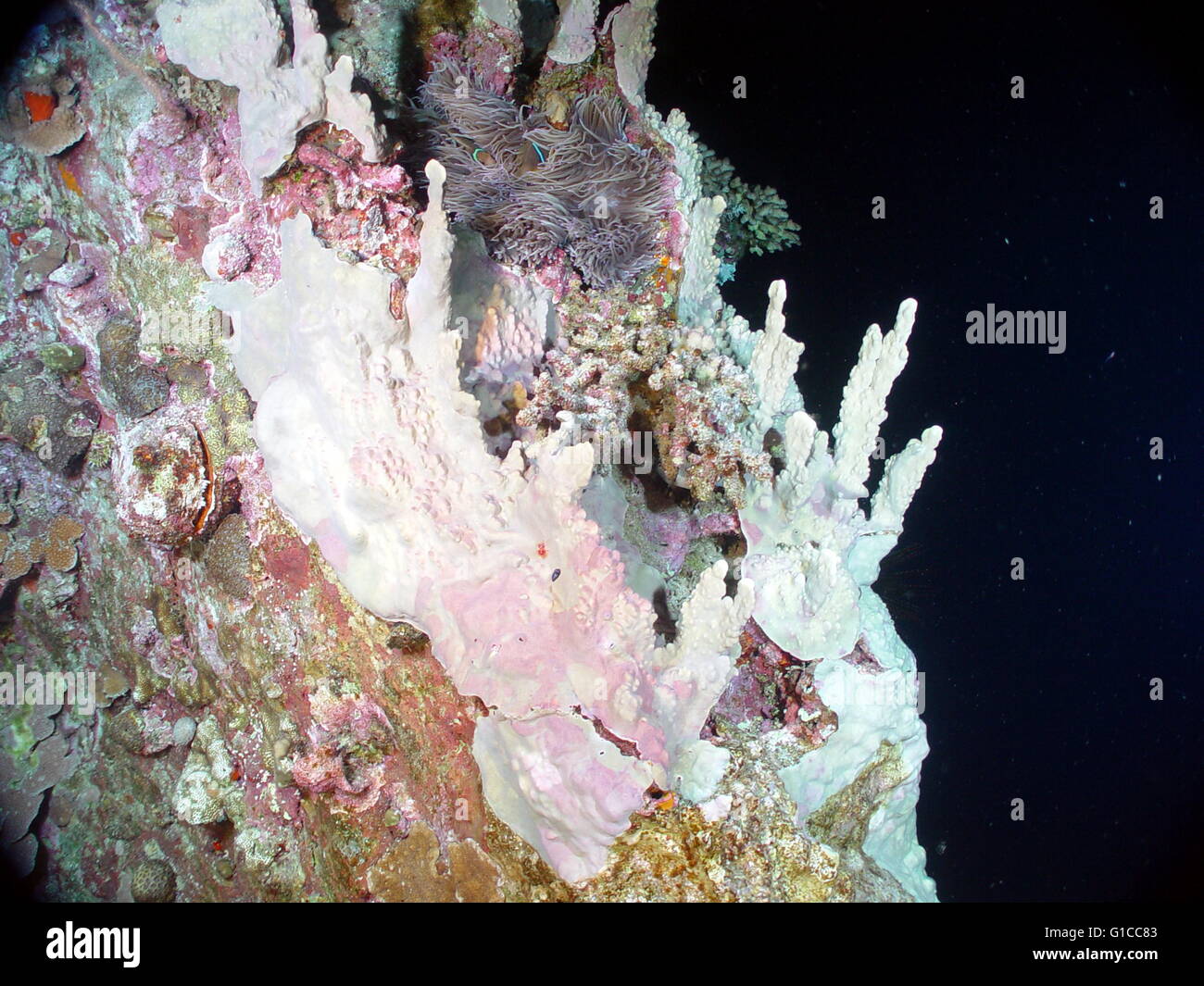 Pacific Anello di Fuoco Expedition. La parte superiore di una delle cupole centrale in Maug caldera, coperto con diversi tipi di coralli, spugne (bianco torri incrostanti), algaes. Notare il bellissimo anemone lilla vicino alla parte superiore (quasi 30 cm, 12) nascondendo 2 pesce pagliaccio. Foto Stock