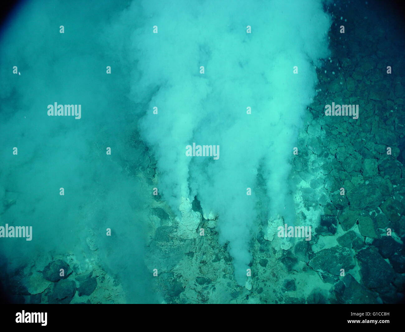 Pacific Anello di Fuoco Expedition. White flocculent stuoie nel e intorno al gassoso estremamente alta temperatura (>100øC) bianco fumatori presso lo Champagne Sito di sfiato. Foto Stock