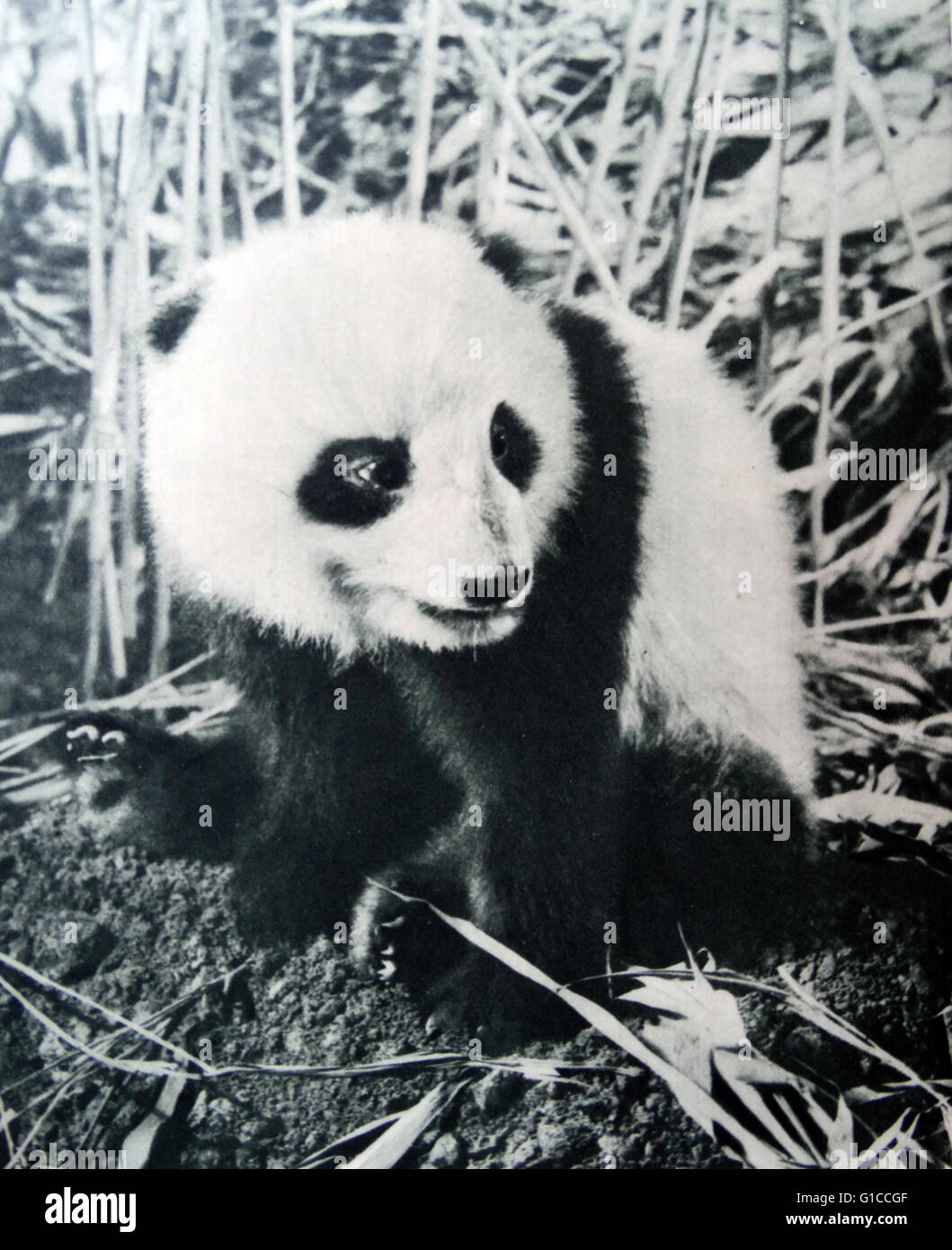 Vintage fotografia di un panda in Cina 1925 Foto Stock
