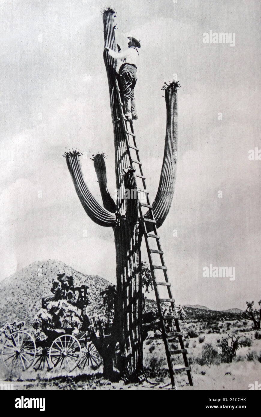 Vintage fotografia di un uomo su una scala a pioli, raccogliere frutti da un cactus nel deserto dell'Arizona 1930 Foto Stock