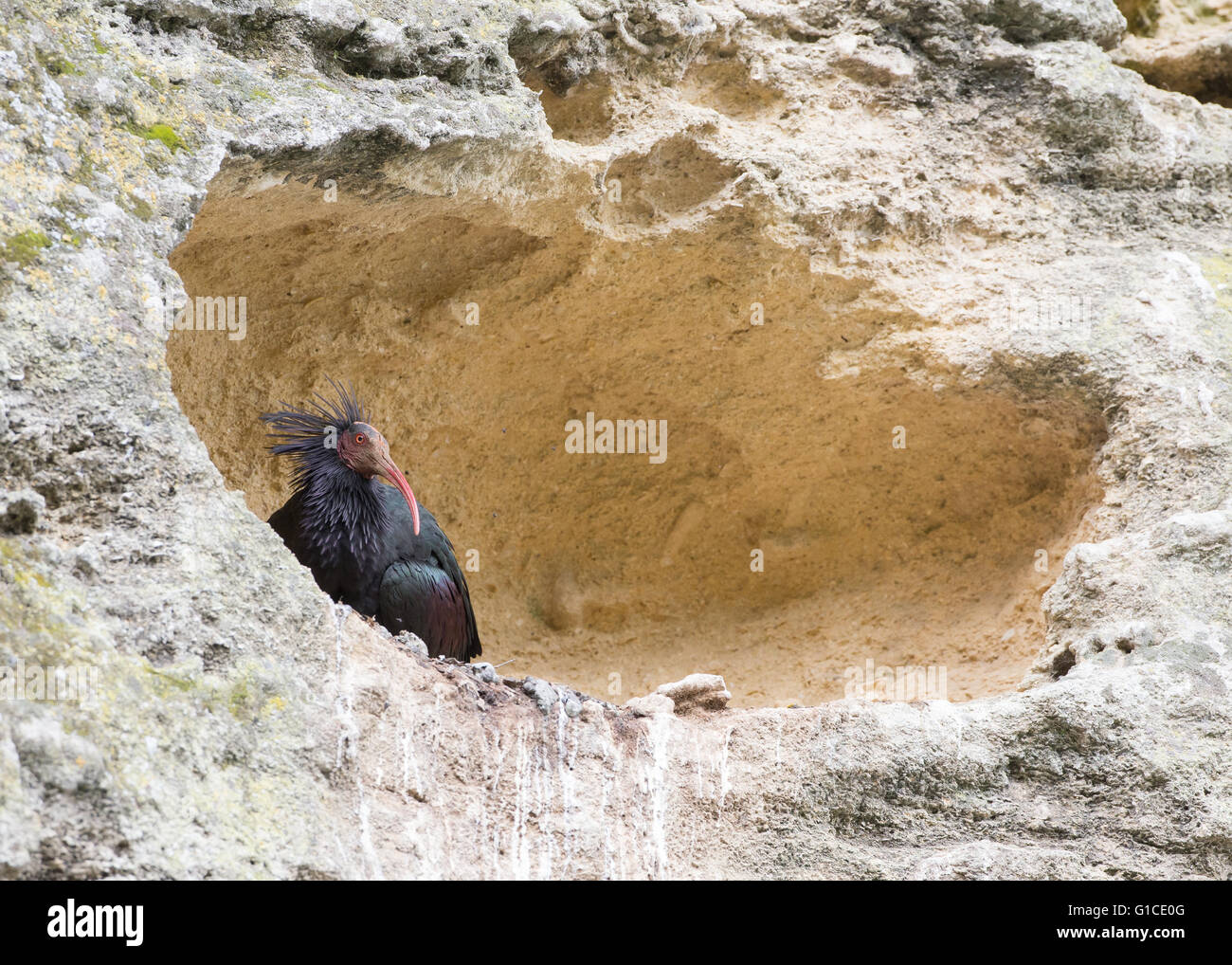 Ibis calvo, Geronticus eremita Foto Stock