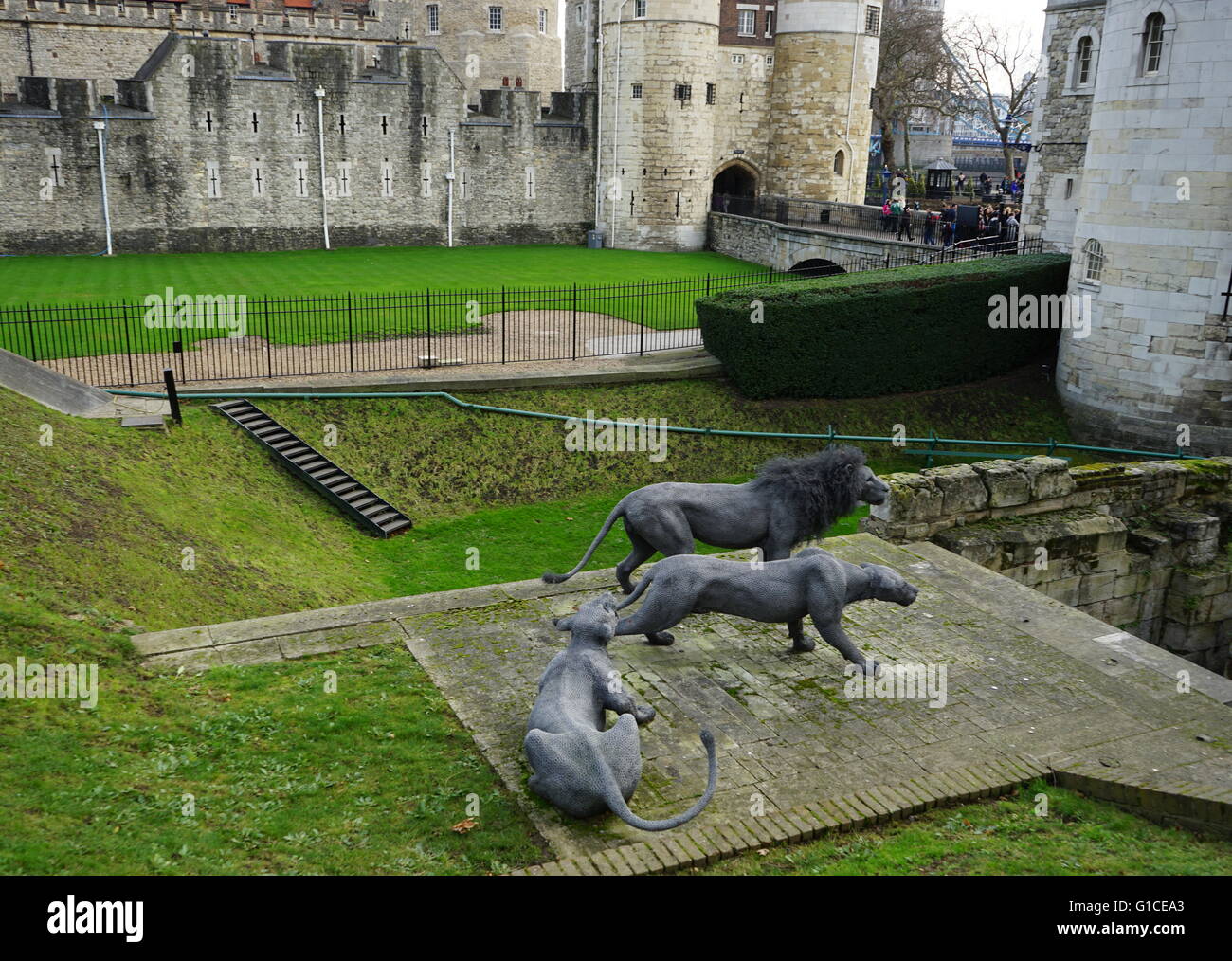 Vista la replica Lion's tenuti presso la Torre di Londra sin dal Medioevo. Recante la data del XXI secolo Foto Stock