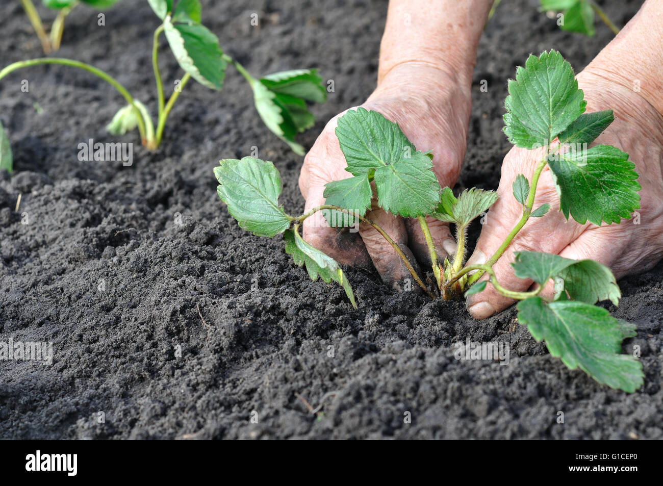 Donna senior di piantare una piantina di fragola Foto Stock