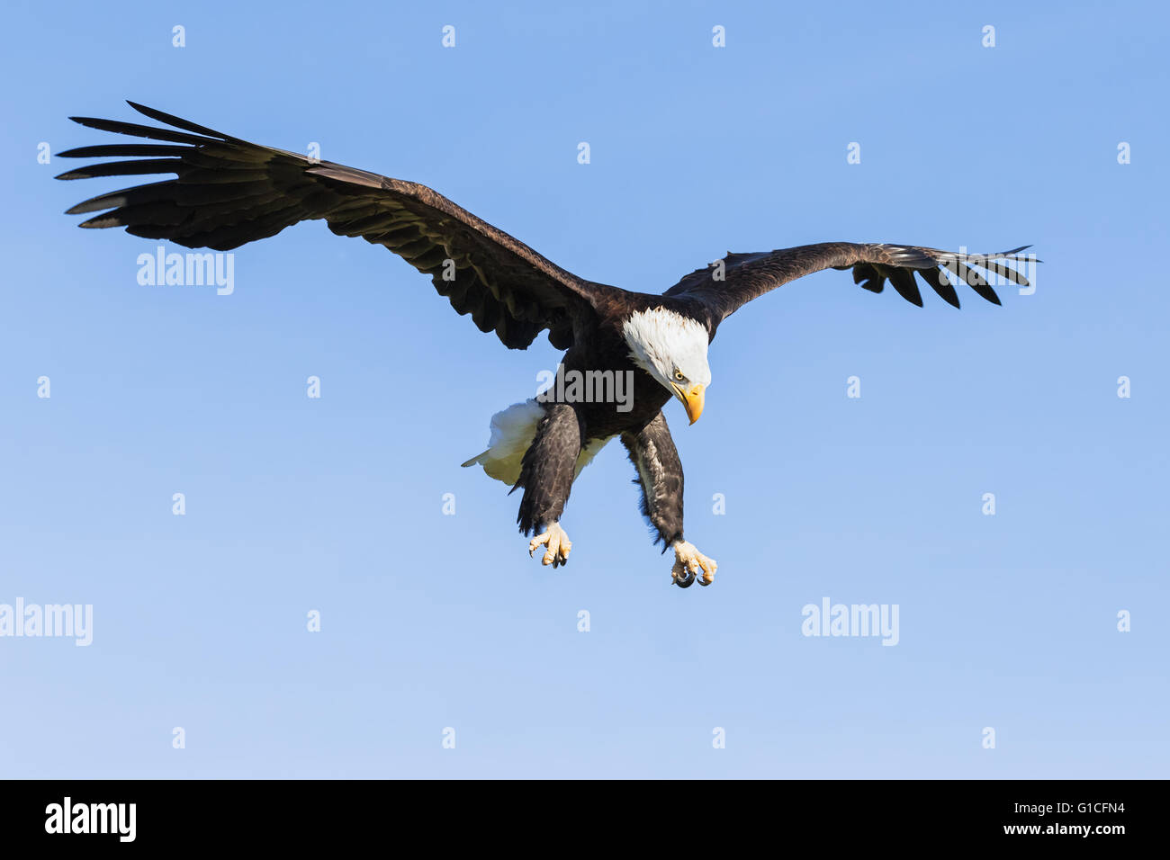 Aquila calva con il suo occhio sul bersaglio Foto Stock
