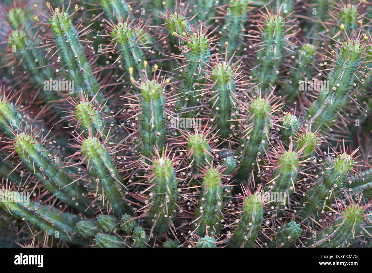 Succulente piante spinose sfondo texture Foto Stock