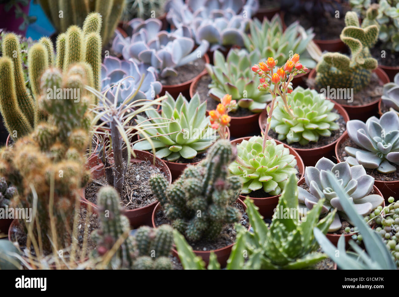 Le piante succulente raccolta in vasi di piccole dimensioni Foto Stock