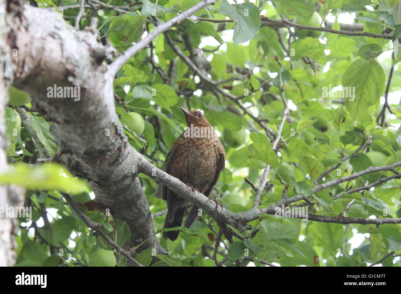 Merlo femmina (Turdus merula) appollaiate su un albero di mele Foto Stock