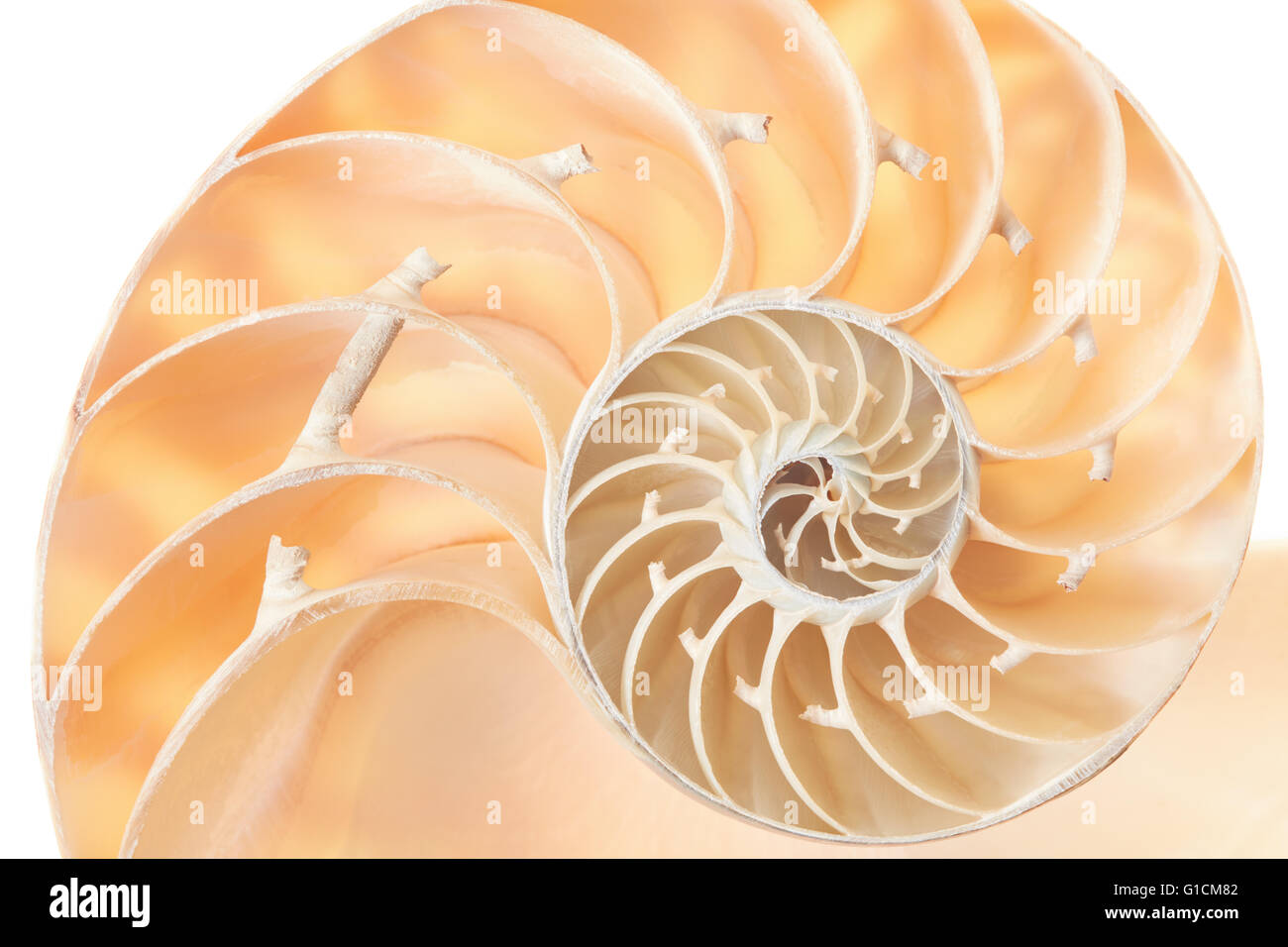 Nautilus sezione di guscio, perfetto modello di Fibonacci sfondo Foto Stock
