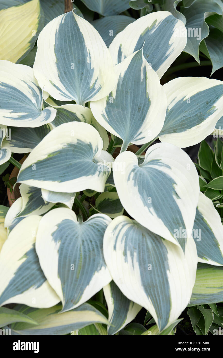 Hosta o piantaggine gigli con il bianco e il verde delle foglie sullo sfondo Foto Stock