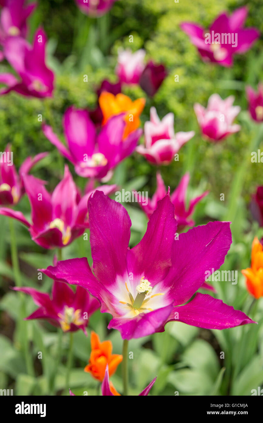 Tulipani colorati in un giardino boarder, England, Regno Unito Foto Stock