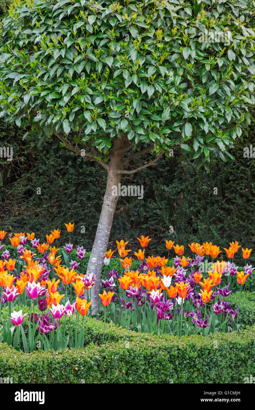 Tulipani colorati in un giardino boarder con scatola di copertura, England, Regno Unito Foto Stock