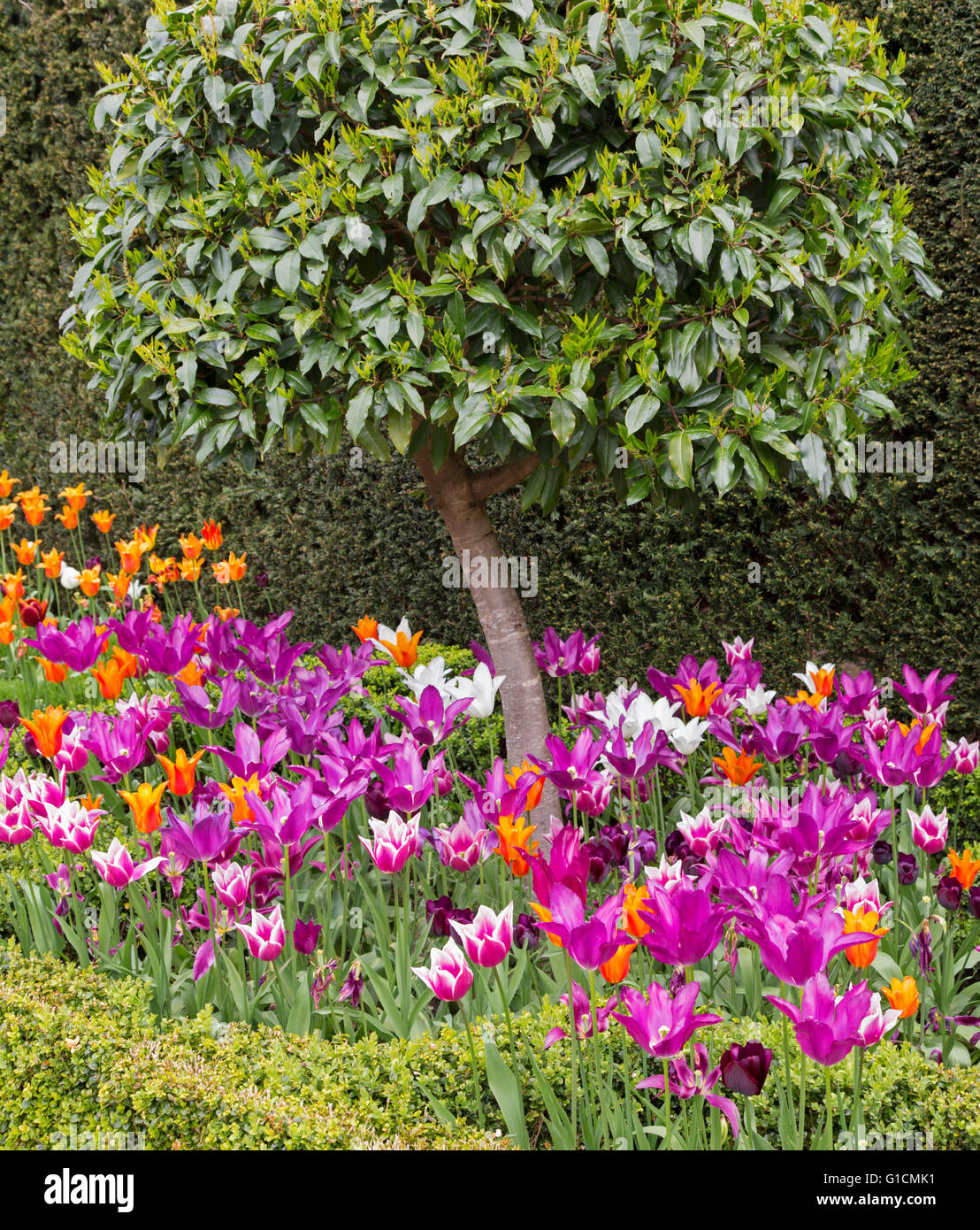 Tulipani colorati in un giardino boarder con scatola di copertura, England, Regno Unito Foto Stock