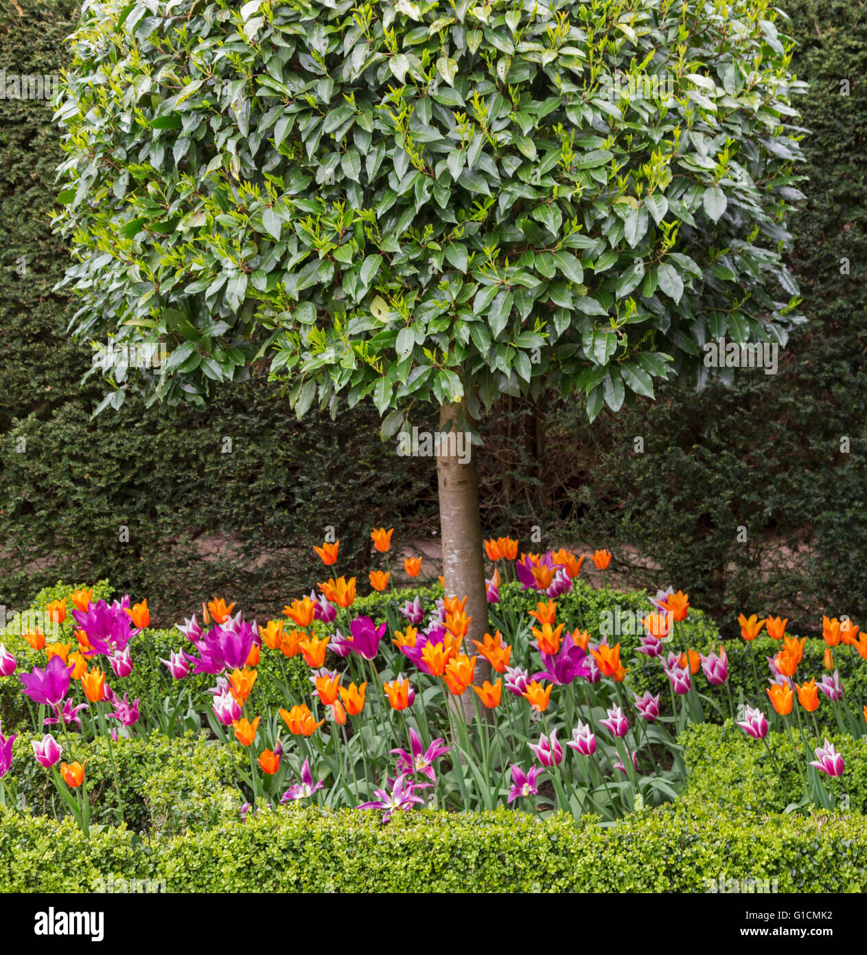 Tulipani colorati in un giardino boarder con scatola di copertura, England, Regno Unito Foto Stock