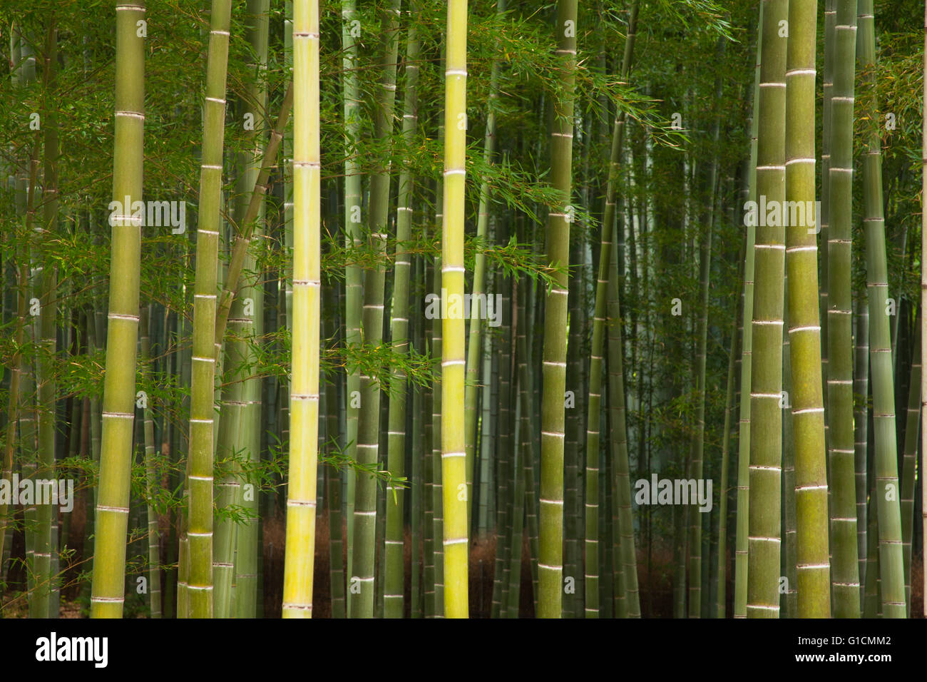 Foresta di Bamboo, Arashiyama, Kyoto, Giappone Foto Stock