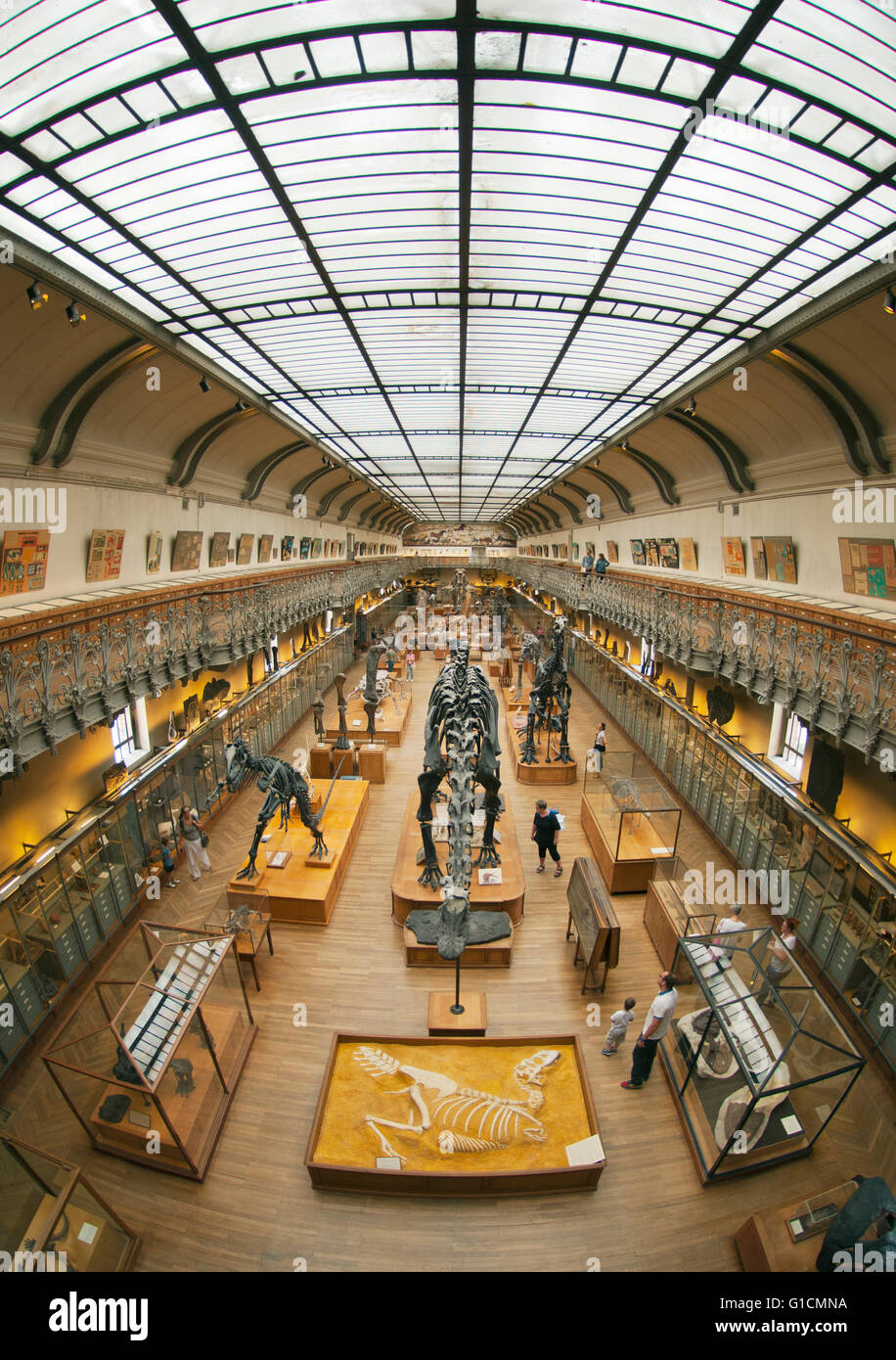 Scheletri di dinosauri, francese il Museo Nazionale di Storia Naturale, il Jardin des Plantes, Parigi, Francia Foto Stock