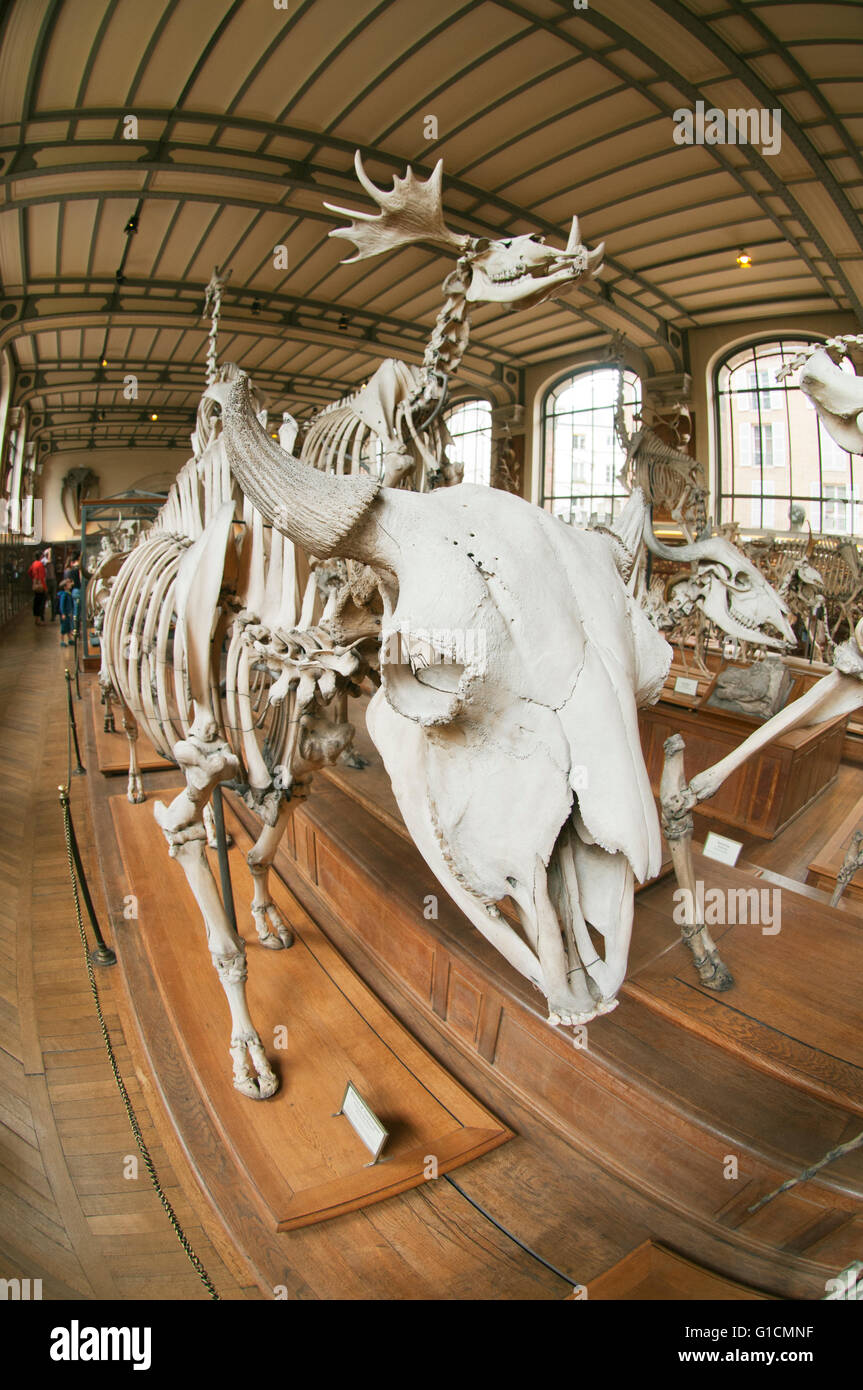Scheletro di bisonte e altri Ice Age mammiferi, francese il Museo Nazionale di Storia Naturale, il Jardin des Plantes, Parigi, Francia Foto Stock