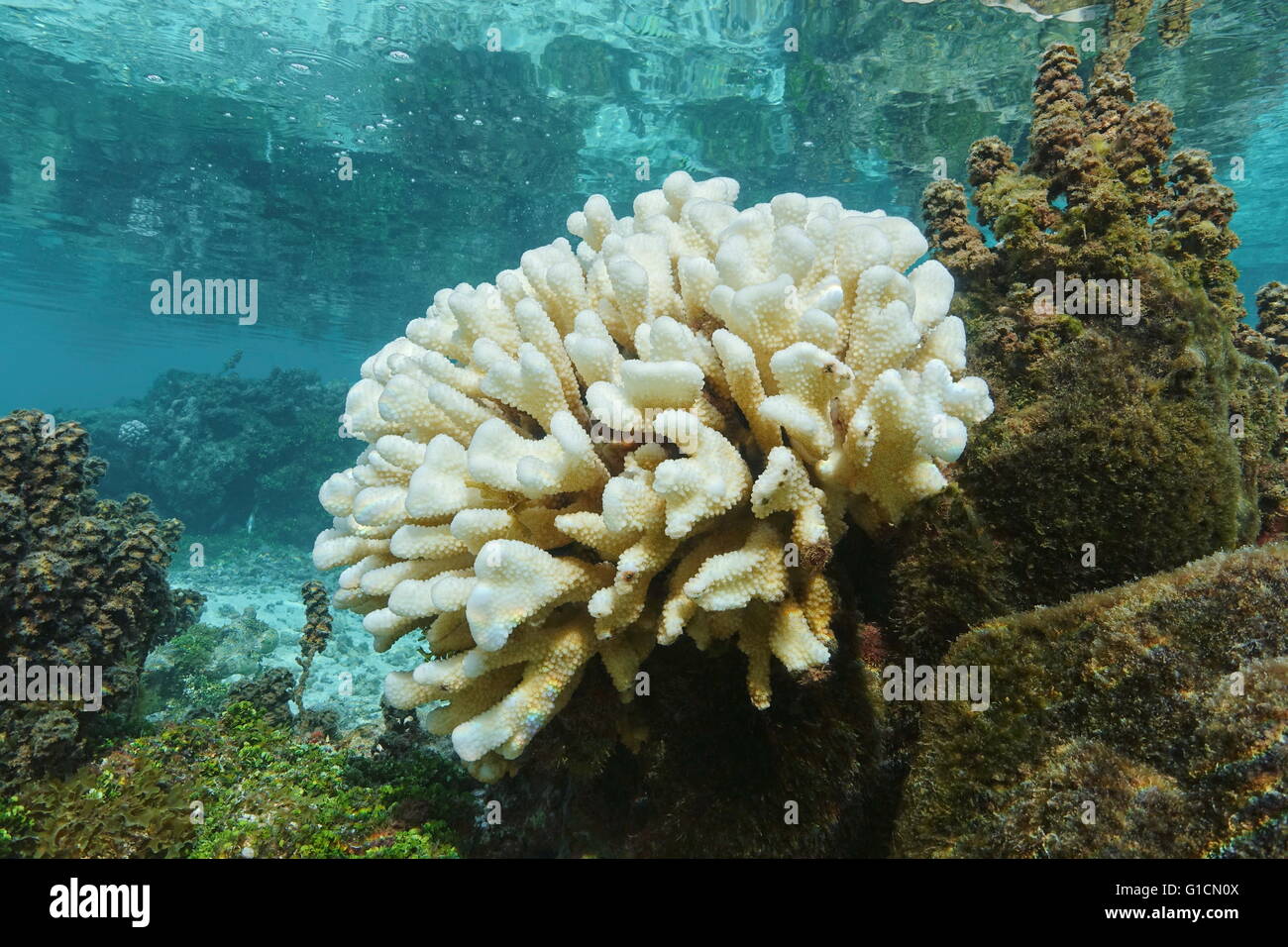Lo scolorimento dei coralli Pocillopora coral sbiancata a causa di El Nino, oceano pacifico, Huahine isola laguna, Polinesia Francese Foto Stock