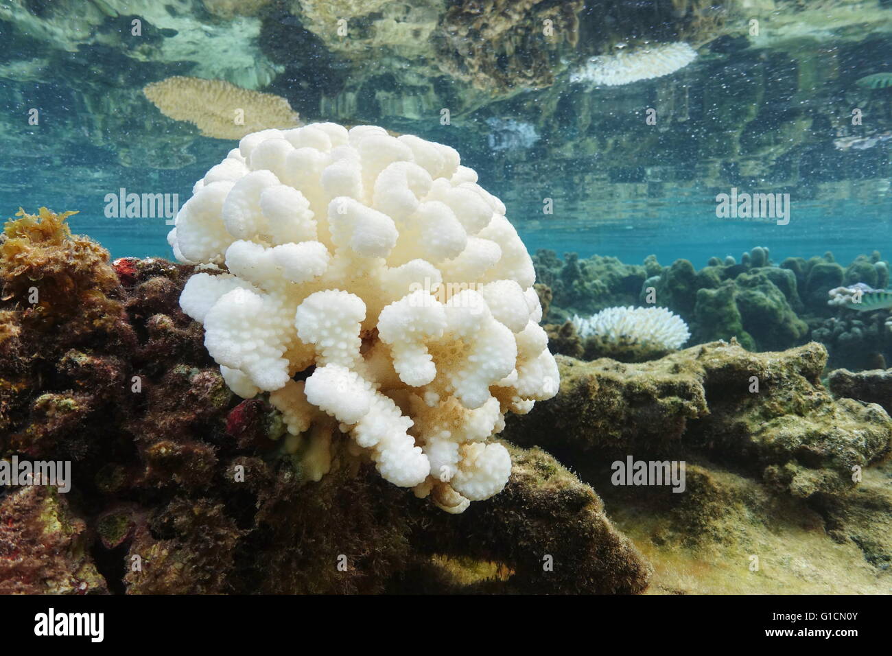 Coral bleaching a causa di El Nino nell'Oceano Pacifico, laguna di Huahine isola, Polinesia Francese Foto Stock