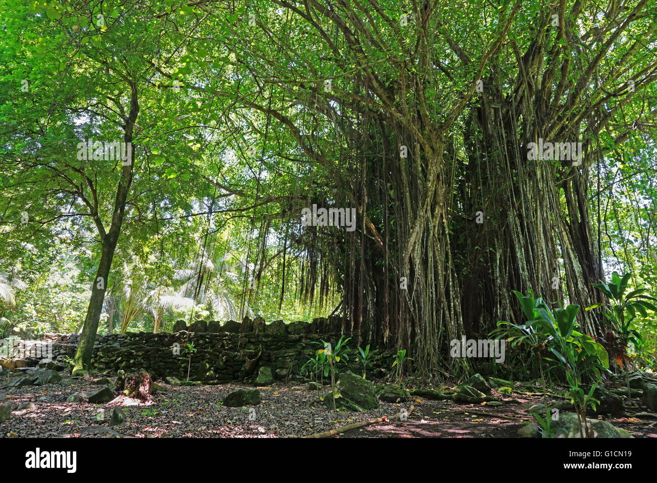 Grandi Banyan Tree presso il sito di un antico marae (luogo sacro), Maeva, Huahine isola, Polinesia Francese Foto Stock