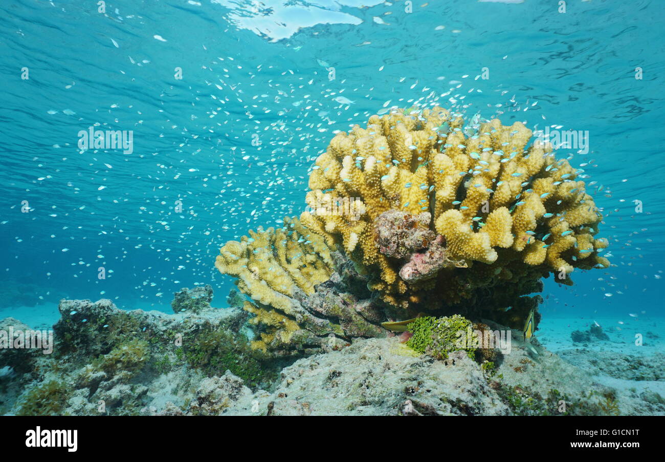 Secca di pesce azzurro-verde chromis, intorno al corallo di cavolfiore, subacquea laguna di Moorea, oceano pacifico, Polinesia Francese Foto Stock