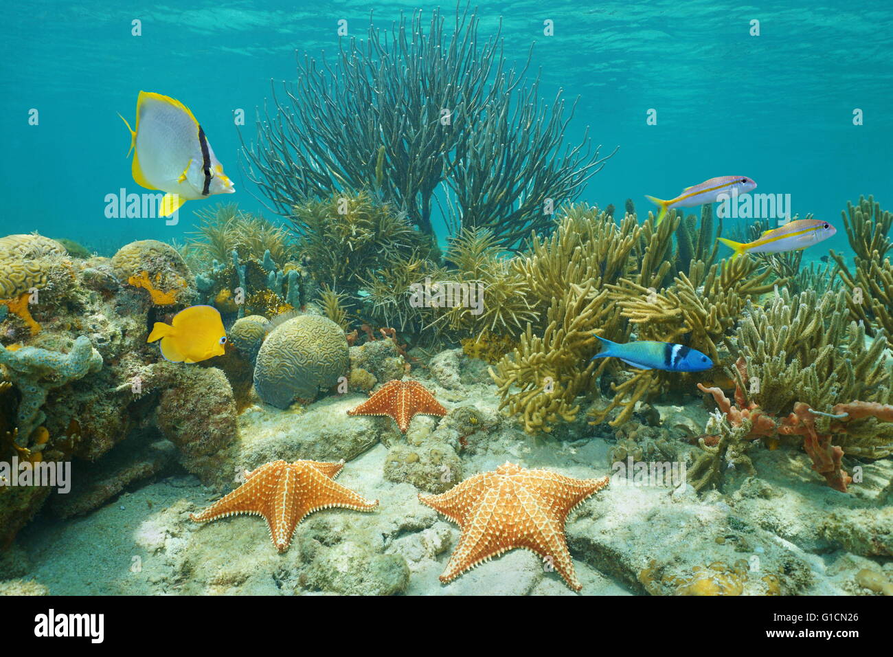 Underwater Coral reef con stelle marine e pesci tropicali, Mar dei Caraibi Foto Stock