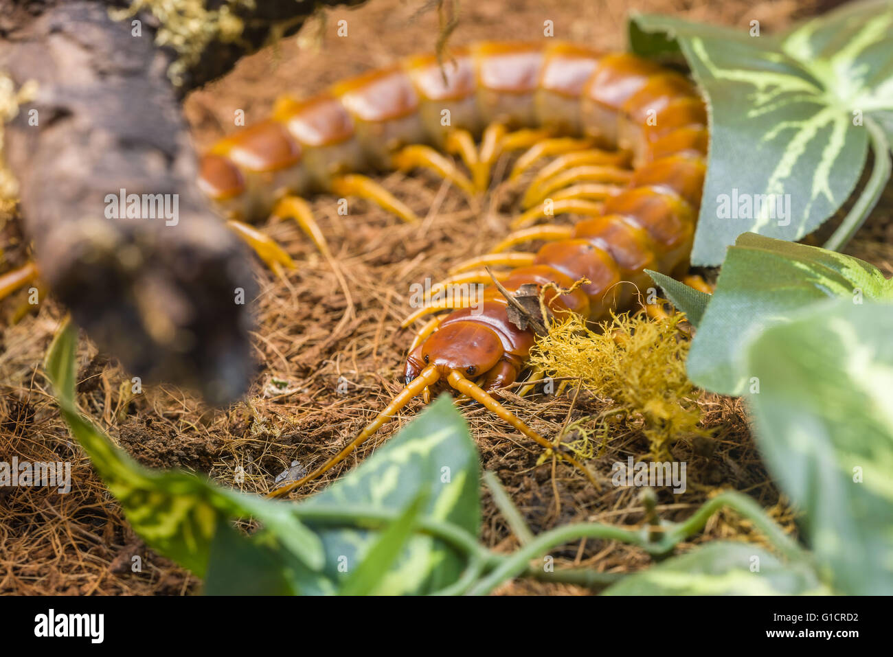 Scolopendra gigantea, artropodi dalla famiglia del Centipeds, vivendo in Brasile Foto Stock