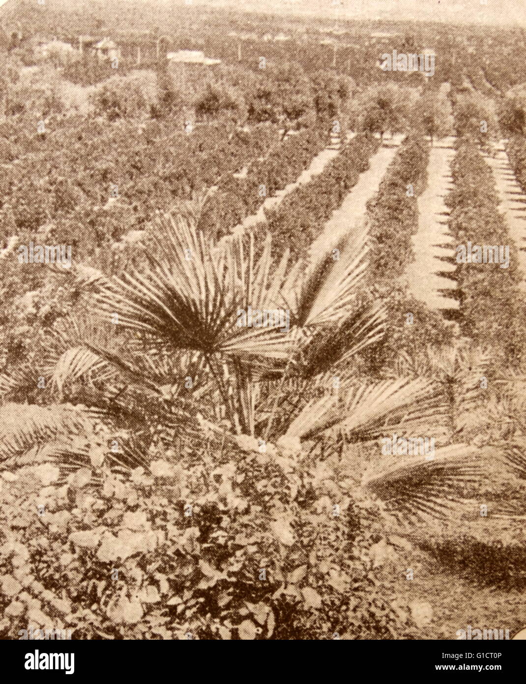 Stampa fotografica che ritrae l'irrigazione dell'arido deserto della California Foto Stock