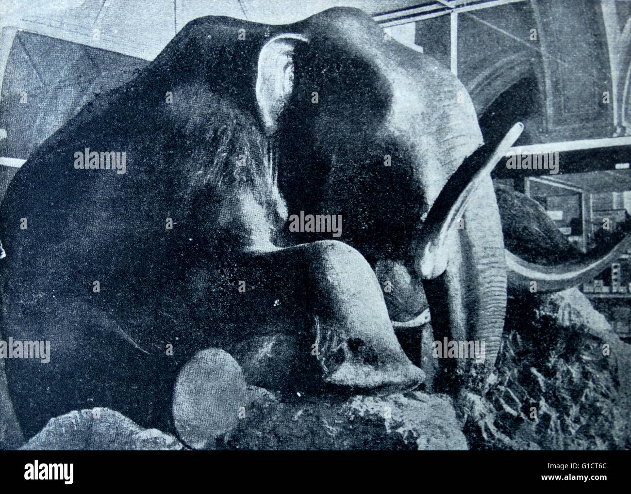 Fotografia del mammut preistorici. Datata 1890 Foto Stock