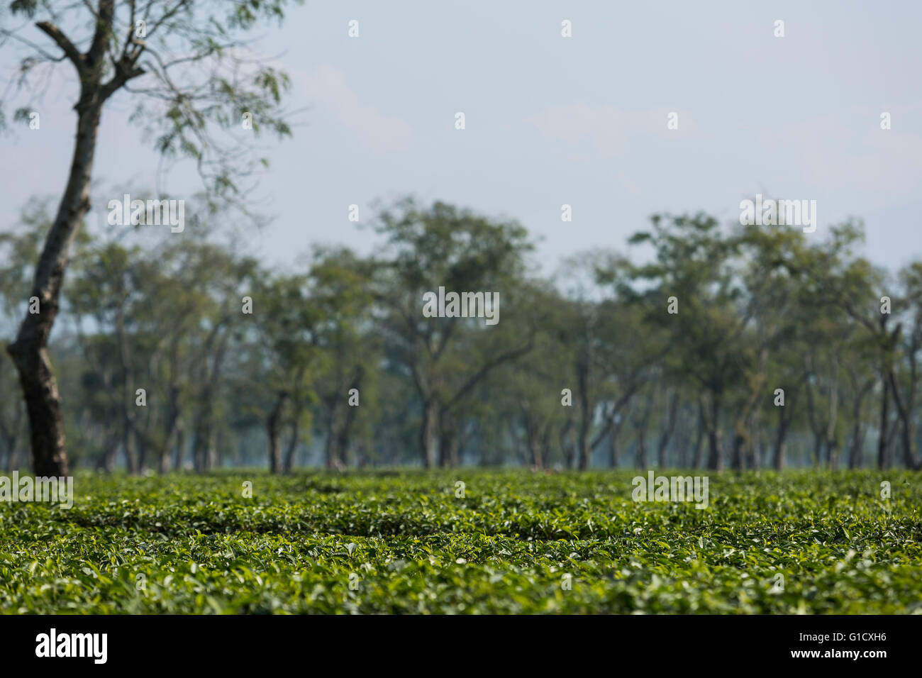 La piantagione di tè in Assam, India Foto Stock