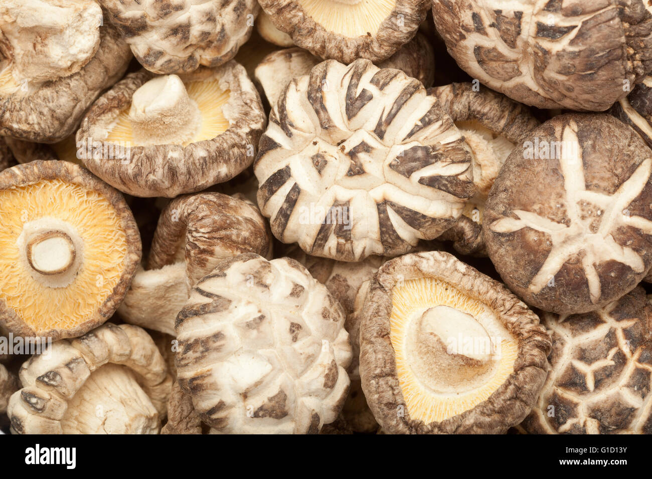 Primo piano di lotti di secche Funghi Shitake Foto Stock