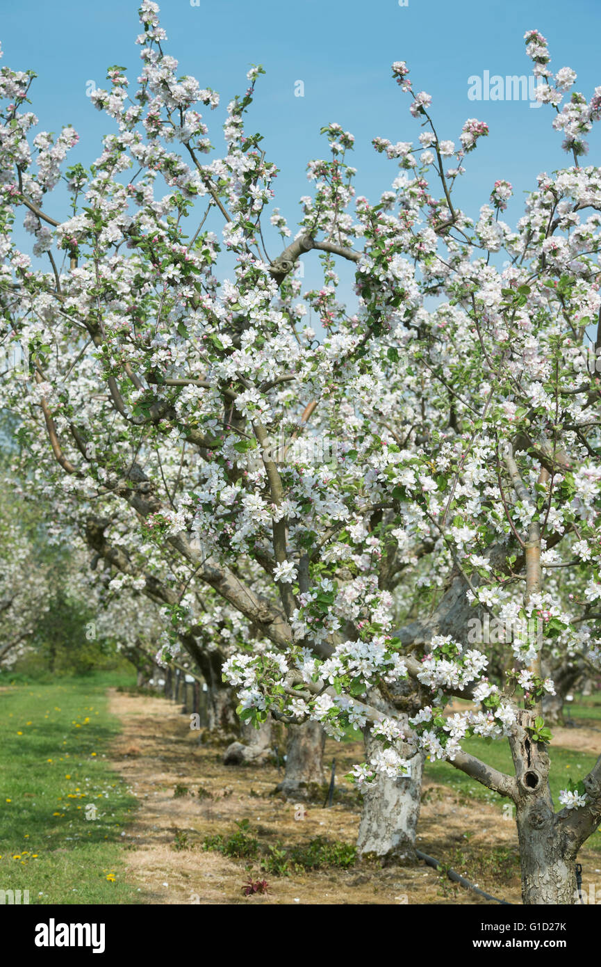 Malus domestica Melba. Albero di mele frutteti in fiore a RHS Wisley Gardens, Surrey, Inghilterra Foto Stock Malus domestica Melba. Albero di mele frutteti in fiore a RHS Wisley Gardens, Surrey, Inghilterra Foto Stock