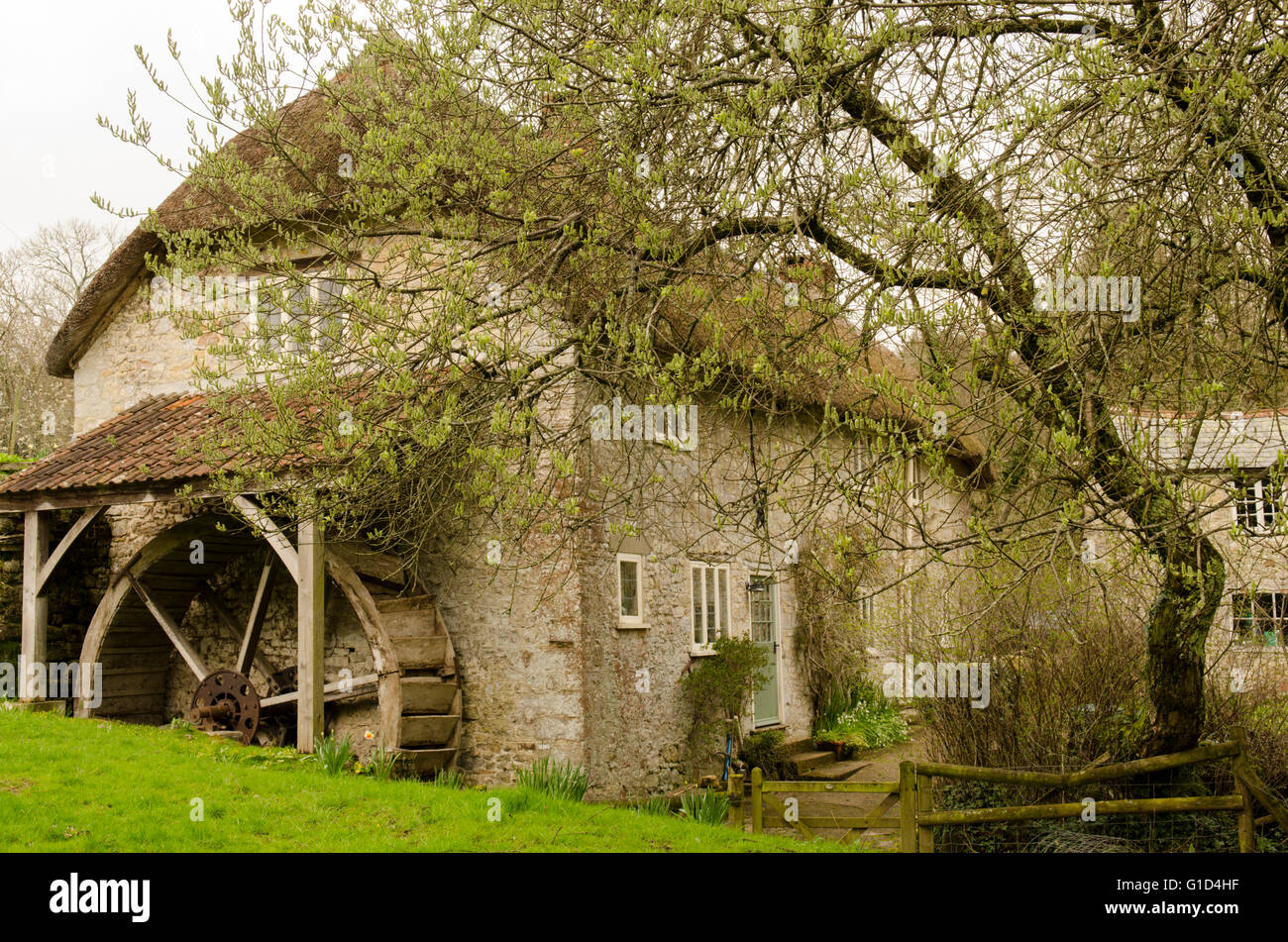 Il Vecchio Mulino a Uplyme, vicino al Lyme Regis, Dorset, Regno Unito. Aprile. Foto Stock