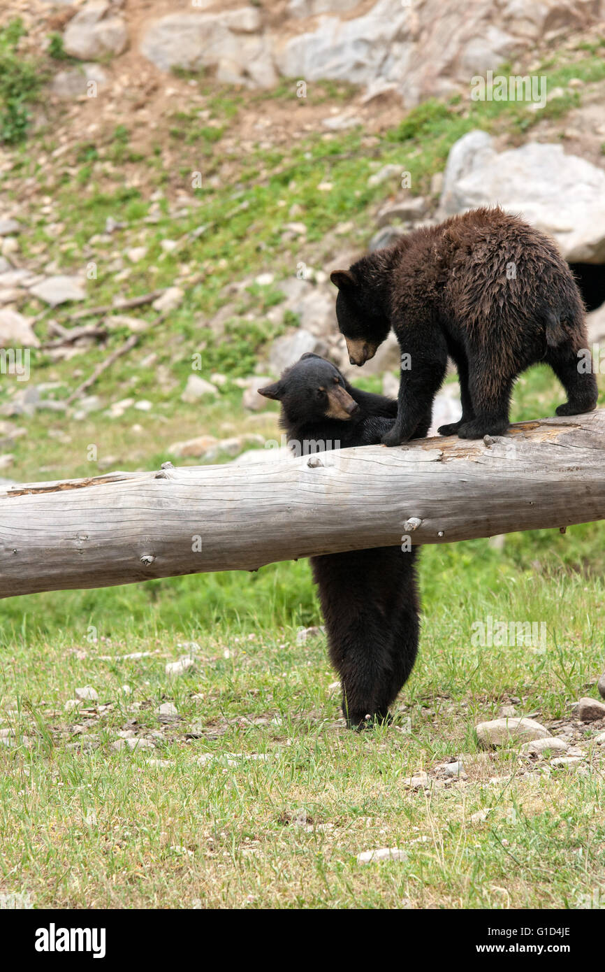 Bear cubs a giocare. Foto Stock