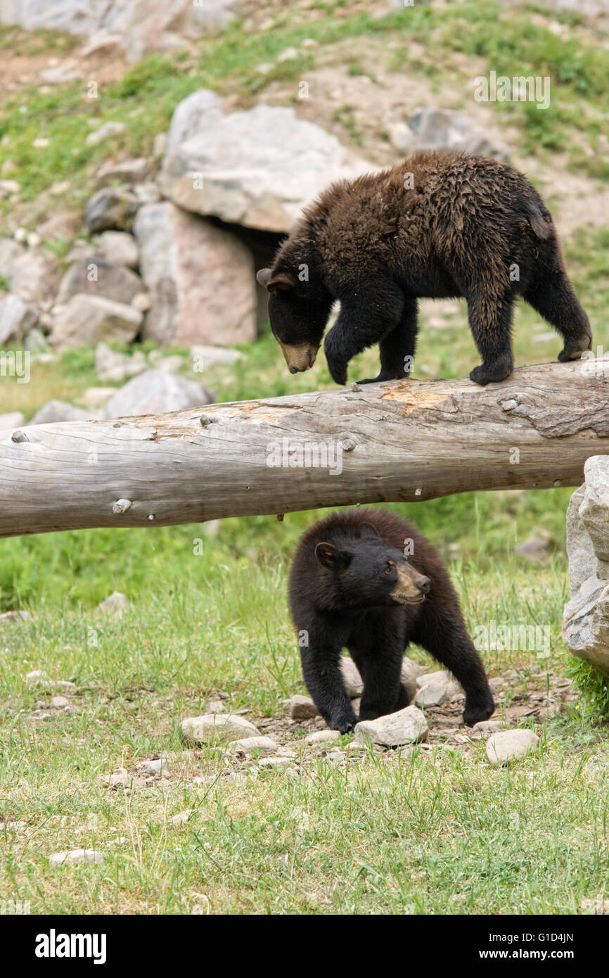 Black Bear fratelli germani. Foto Stock