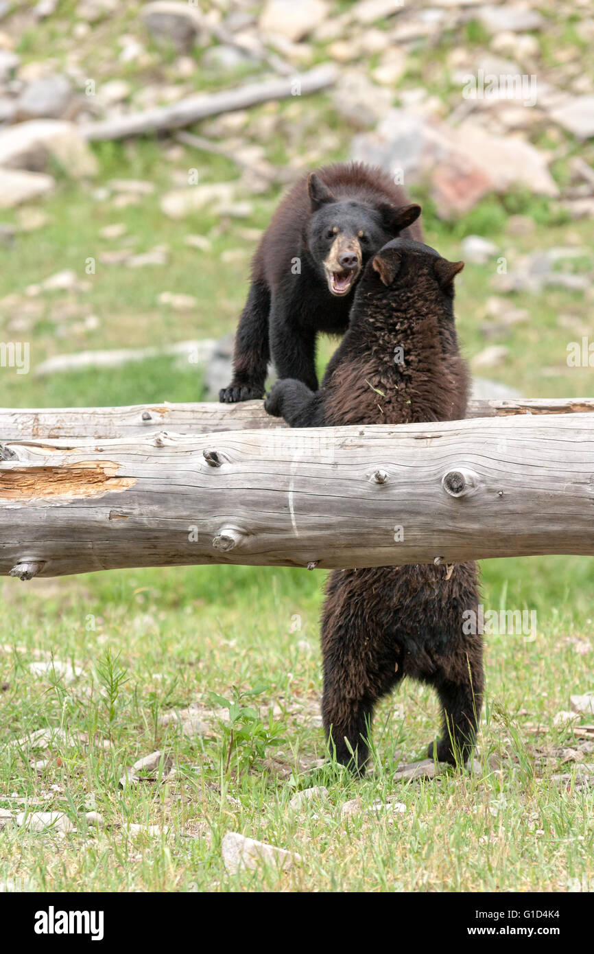 Black Bear cubs. Foto Stock