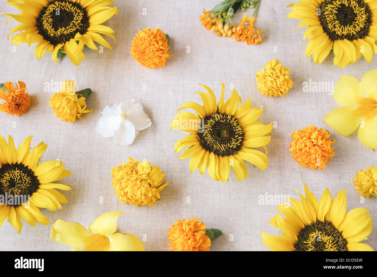 Fiori di colore giallo estate sfondo Foto Stock