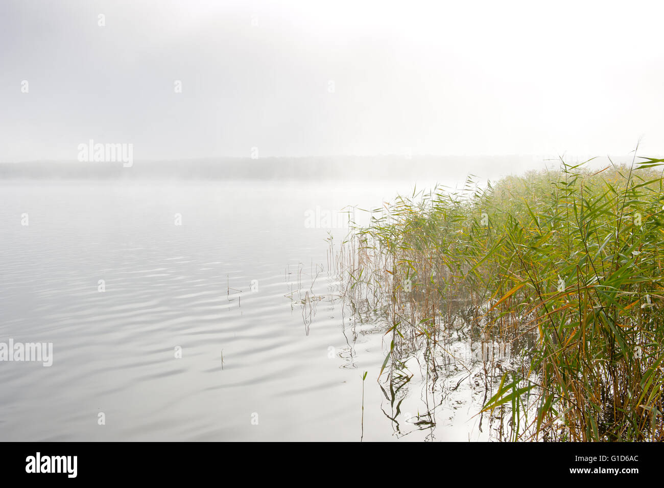 Foschia mattutina presso il lago in autunno freddo meteo natura e paesaggio in nuvoloso e nebbioso giorno in Polonia, l'Europa. Reeds crescere nel lago. Foto Stock