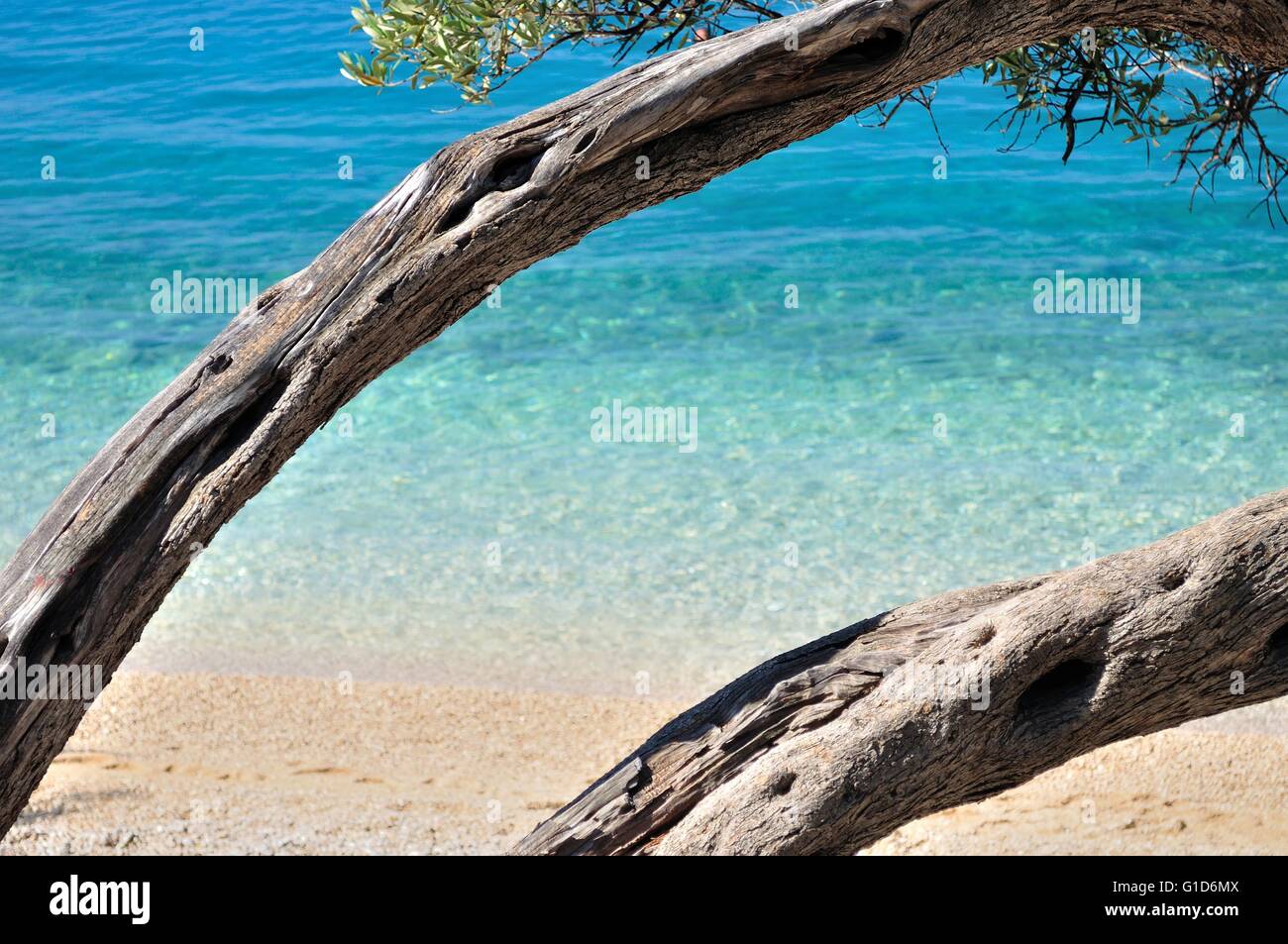 Incredibile spiaggia tropicale con acque turchesi e incorniciato dalla struttura ad albero. Sfondo naturale Foto Stock