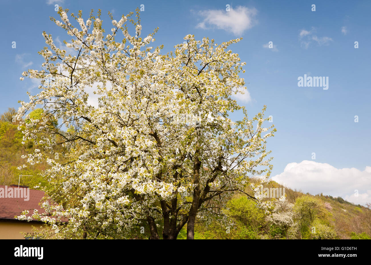 Prunus susino fioritura in primavera, bella rasserenante scenario rurale, rigogliosa pianta in aprile stagione primaverile, Polonia. Foto Stock