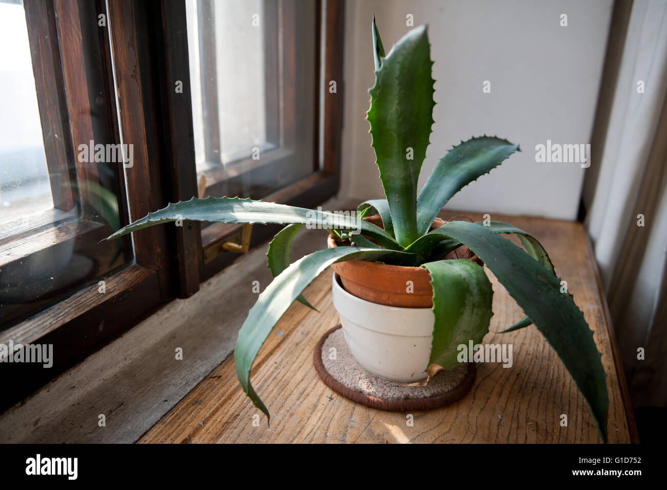 Verde agave piante sul davanzale, succulenti crescendo in interno di una casa in Polonia, fogliame in sun luce dalla finestra in legno. Foto Stock