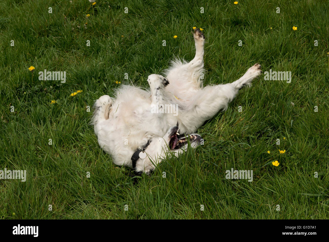 Un cocker spaniel cane rotolamento su qualcosa di puzzolente in erba Foto Stock